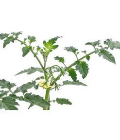 Zuckertomate, Orange -Garten Umfassend Geschäft 8830101 WE DE 003 ZuckertomateOrangeResistent