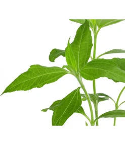 Topinambur -Garten Umfassend Geschäft 8830184 WE DE 001 Topinambur