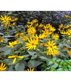 Topinambur -Garten Umfassend Geschäft 8830184 WE MO 001 Topinambur