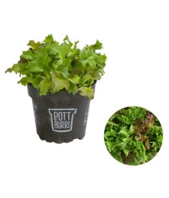 Bio Schnittsalat Im Pottburri®-Topf
