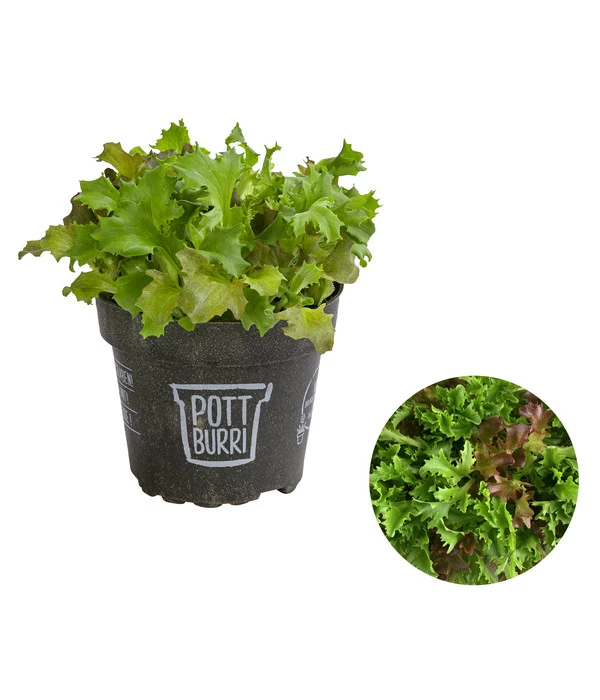 Bio Schnittsalat Im Pottburri®-Topf 3 Bio Schnittsalat Im Pottburri®-Topf