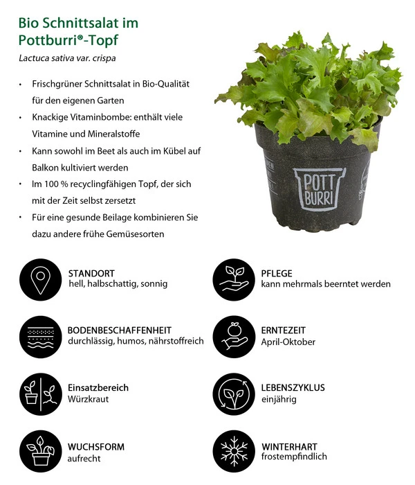 Bio Schnittsalat Im Pottburri®-Topf 4 Bio Schnittsalat Im Pottburri®-Topf – Bild 2