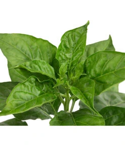 Chili 'Habanero', Rot -Garten Umfassend Geschäft 8830333 WE DE 002 ChiliHabaneroRot