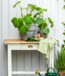 Schlangengurke -Garten Umfassend Geschäft 8830663 WE MO 002 Gurke CucurbitaePepoZucchiniGruen