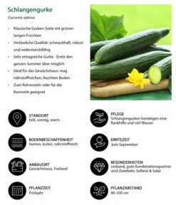 Schlangengurke -Garten Umfassend Geschäft 8830788 WE IG 001 Schlangengurke