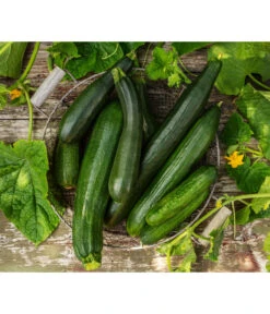 Schlangengurke -Garten Umfassend Geschäft 8831000 8830788 WE MO 001 GurkeZucchini