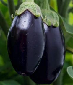 Aubergine -Garten Umfassend Geschäft 8831380 WE DE 001 SolanumAubergine