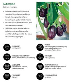 Aubergine -Garten Umfassend Geschäft 8831380 WE IG 001 Aubergine