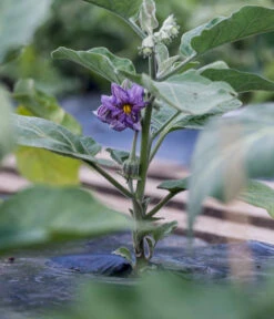 Aubergine -Garten Umfassend Geschäft 8831380 WE MO 002 SolanumAubergineBluete