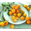 Cherrytomate 'Sungold' -Garten Umfassend Geschäft 8832107 8839326 WE MO 001 CocktailtomateGelb