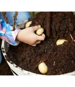 TomTato® Tomatenkartoffel 12 TomTato® Tomatenkartoffel -Garten Umfassend Geschäft 8832859 WE DE 009 TomtatoTomoffel