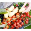 TomTato® Tomatenkartoffel 2 TomTato® Tomatenkartoffel -Garten Umfassend Geschäft 8832859 WE MO 0011 TomtatoTomoffel