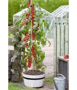 TomTato® Tomatenkartoffel 13 TomTato® Tomatenkartoffel -Garten Umfassend Geschäft 8832859 WE MO 007 TomtatoTomoffel