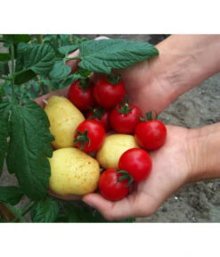 TomTato® Tomatenkartoffel 11 TomTato® Tomatenkartoffel -Garten Umfassend Geschäft 8832859 WE MO 010 TomtatoTomoffel