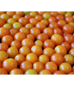 Cherrytomate 'Sungold' -Garten Umfassend Geschäft 8839326 PR MO 001 CherrytomateSungold