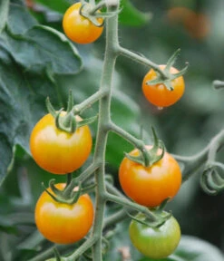 Cherrytomate 'Sungold' -Garten Umfassend Geschäft 8839326 WE DE 001 TomateSungoldGelbCherrytomate
