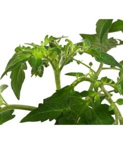 Cherrytomate 'Sungold' -Garten Umfassend Geschäft 8839326 WE DE 002 TomateSundgoldCocktailGelb