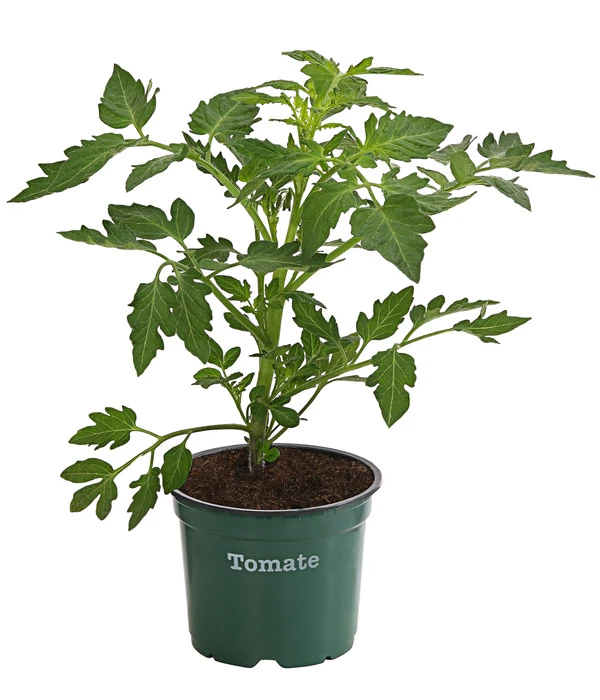Bioland Tomate, Rundfruchtig 4 Bioland Tomate, Rundfruchtig – Bild 2