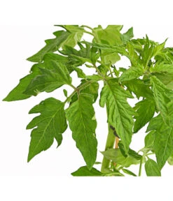 Bioland Fleischtomate -Garten Umfassend Geschäft 8842627 WE DE 001 BioFleischtomateT12DehnerExpressHerzig