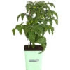 GREENBAR® Naschtomate -Garten Umfassend Geschäft 8843203 PR FS 001 GreenbarNaschtomateT11DehnerExpressHerzig