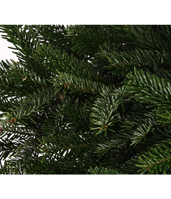Nordmann-Tanne, Ca. 80-100 Cm, Im Topf Gewachsen 5 Nordmann-Tanne, Ca. 80-100 Cm, Im Topf Gewachsen – Bild 3