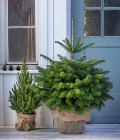 Nordmann-Tanne, Ca. 80-100 Cm, Im Topf Gewachsen 6 Nordmann-Tanne, Ca. 80-100 Cm, Im Topf Gewachsen -Garten Umfassend Geschäft 8995938 WE MO 001 NordmannTanneimTopf80 100cm