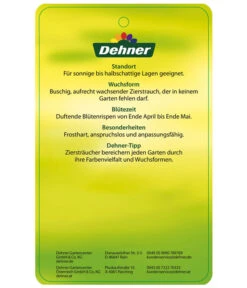 Edelflieder 'Sensation' 11 Edelflieder 'Sensation' -Garten Umfassend Geschäft EdelFliederSensation Etikett 2