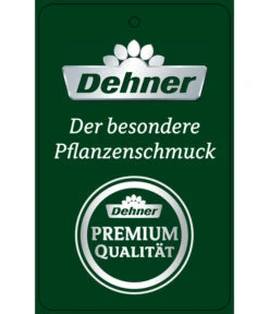 Schmetterlingsorchidee - Phalaenopsis Cultivars 'Umbrella', Verschiedene Sorten -Garten Umfassend Geschäft PremiumPhalaenopsis Phala 04052016 1