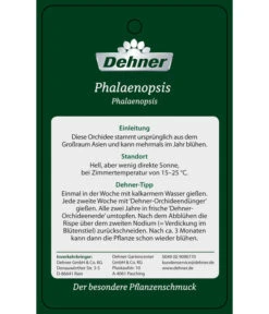 Schmetterlingsorchidee - Phalaenopsis Cultivars 'Umbrella', Verschiedene Sorten -Garten Umfassend Geschäft PremiumPhalaenopsis Phala 04052016 2