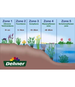 Dehner Seerose 'Sioux' -Garten Umfassend Geschäft WE DE 001 Teichzonen Wasserpflanzen Schild 1