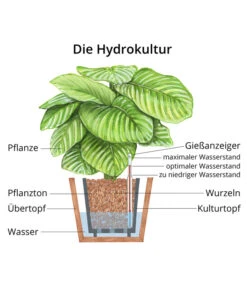 Wunderstrauch - Codiaeum Variegatum 'Petra', Hydrokultur -Garten Umfassend Geschäft WE MO Hydrokultur Hydropflanze Grafik 1