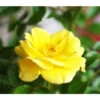Bodendeckerrose 'Yellow Fairy®' -Garten Umfassend Geschäft X007844186 BildFS 001 BodendeckerroseDollyDotBodendeckerroseDollyDot