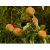 Pfirsich-Aprikose 'Pfirsicose®' -Garten Umfassend Geschäft peaches 8985 1920