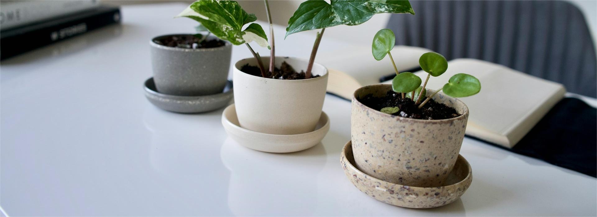 Garten Umfassend Geschäft -Garten Umfassend Geschäft cleo stracuzza EJCYlPwvtsM unsplash